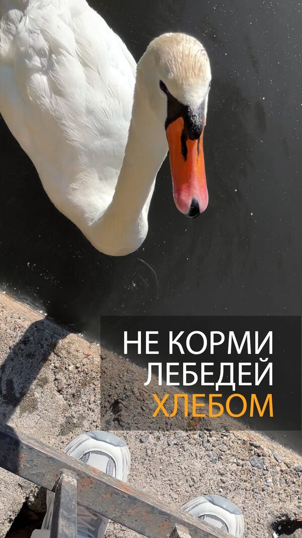 Встреча с лебедями — 216 835 просмотров